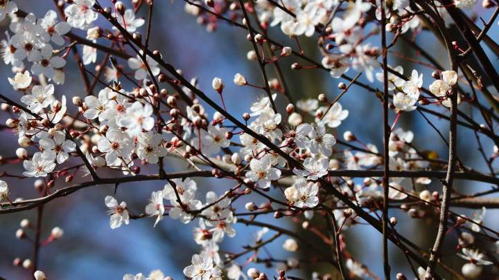 Service d'entretien de jardin Melesse