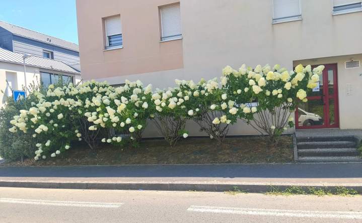hortensias Epivert mod